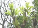 RVAuiRVAủj